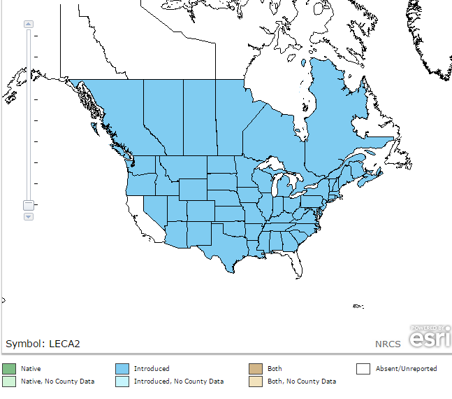 motherwort locations in US