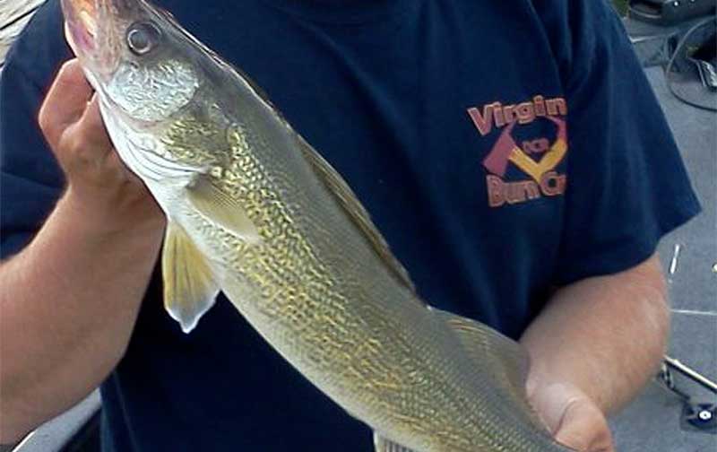man holding walleye fish in boat